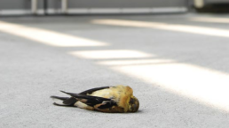 A bird lays dead on the cement ground after hitting a glass window.
