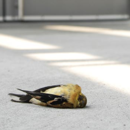 A bird lays dead on the cement ground after hitting a glass window.